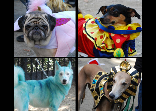Приглашаем 28 сентября на карнавальный парад собак «DOG-PARADE»!